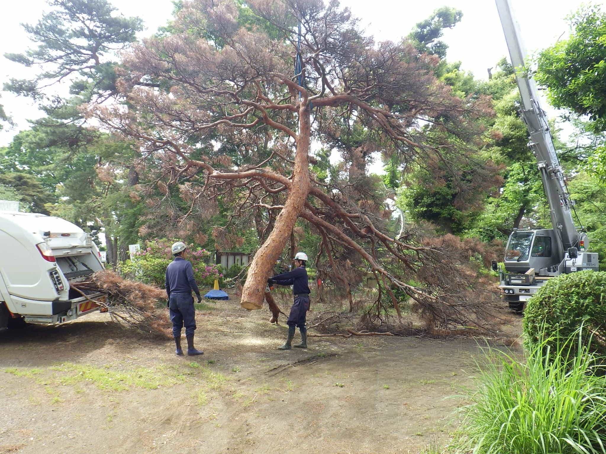 株式会社玉川造園の正社員 営業・企画 都市緑化・ランドスケープ 公園・公共施設の求人情報イメージ3