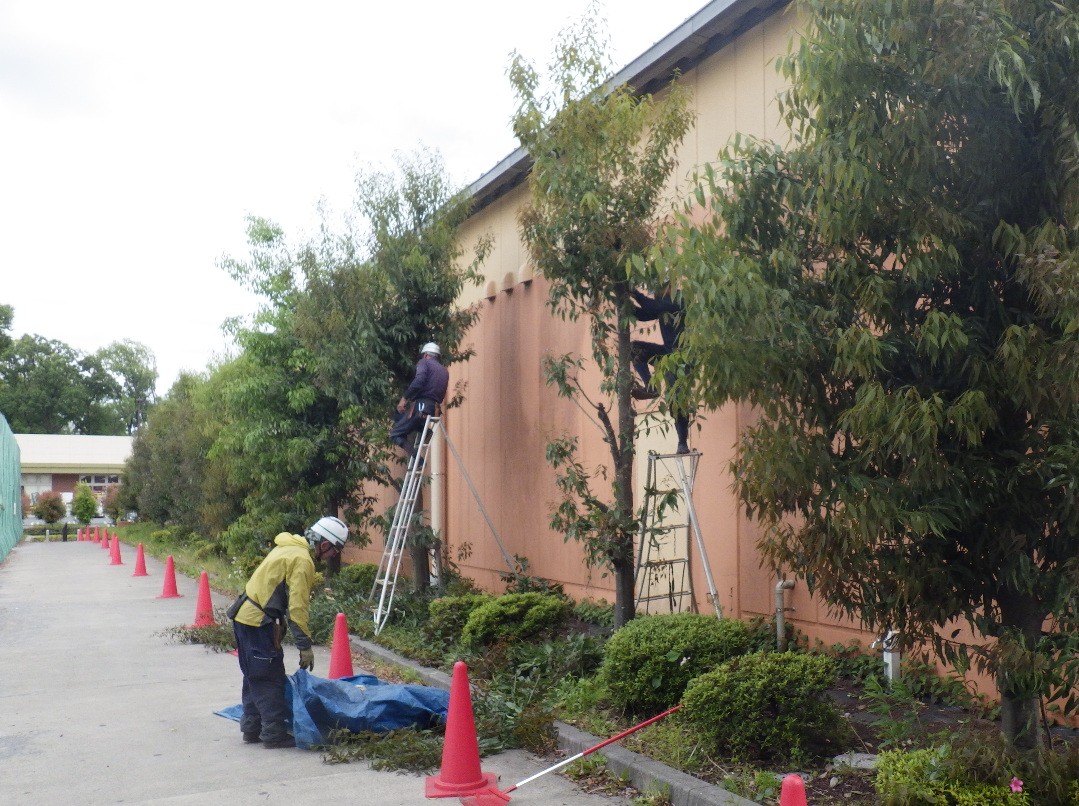 合同会社緑心の正社員 職人・現場スタッフ 都市緑化・ランドスケープ お庭・植木 公園・公共施設の求人情報イメージ3