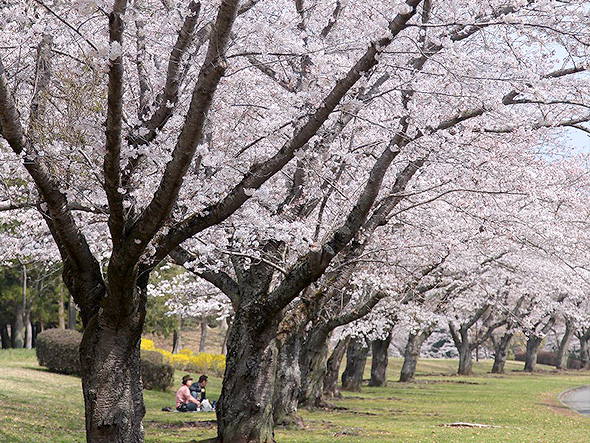 西武造園株式会社 平和公園の契約社員 公園・施設管理 事務 公園・公共施設求人イメージ