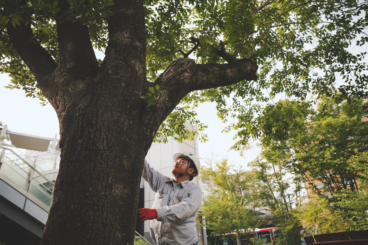 株式会社岐阜造園 本社の正社員 現場管理（維持管理） 都市緑化・ランドスケープ お庭・植木 公園・公共施設求人イメージ