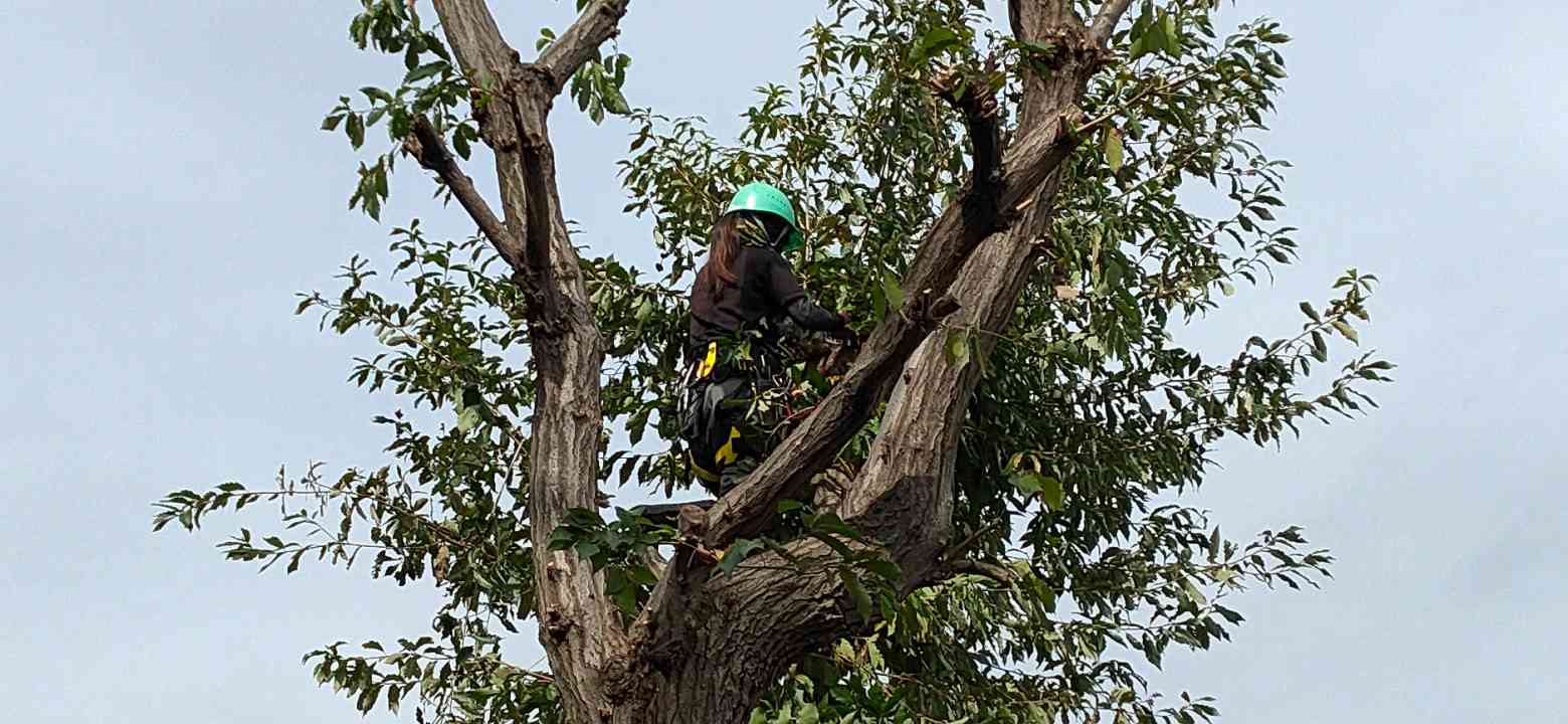 蘆花園植木株式会社の正社員 現場管理（維持管理） 職人・現場スタッフ お庭・植木 公園・公共施設の求人情報イメージ1