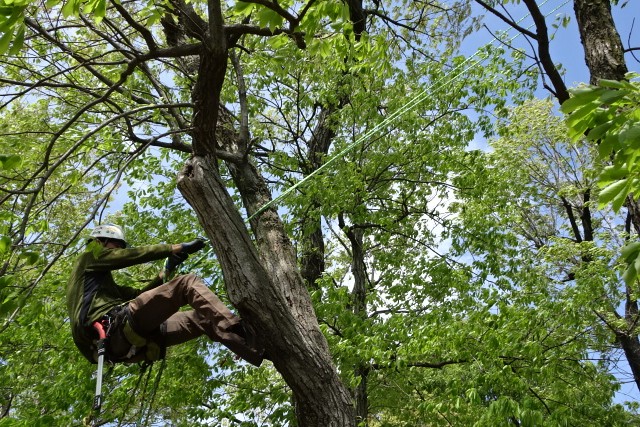 松村園芸株式会社の正社員 施工管理（工事） 現場管理（維持管理） 職人・現場スタッフ 都市緑化・ランドスケープ お庭・植木 公園・公共施設の求人情報イメージ1